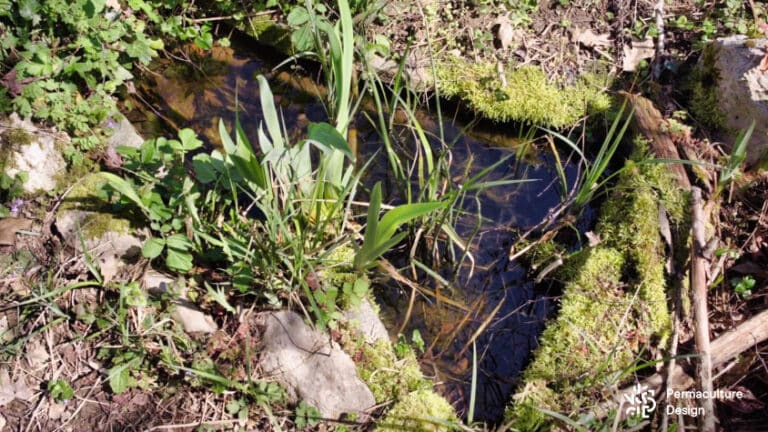 D Couvrez De Nouvelles Id Es Pour Votre Mare Naturelle