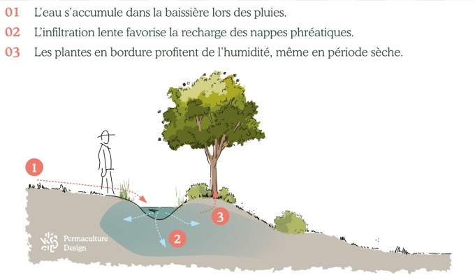 Principe de fonctionnement d'une baissière en permaculture.