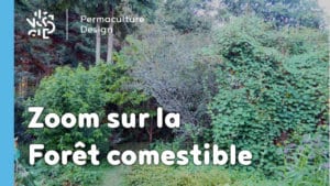 Zoom sur la forêt comestible