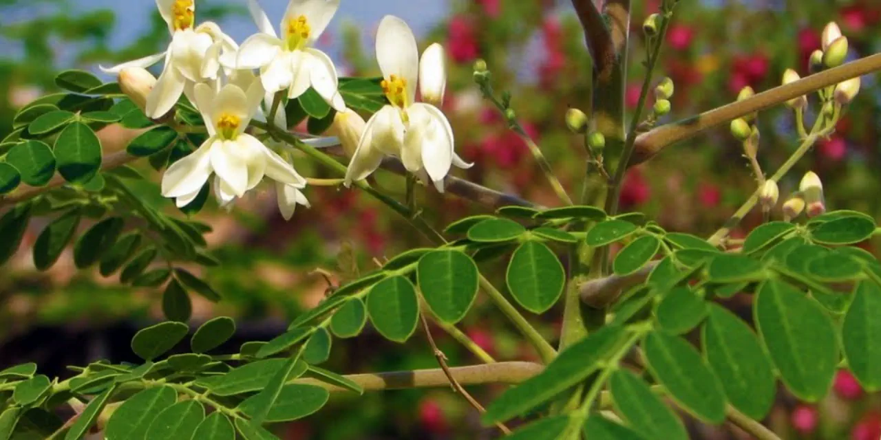 Permaculture tropicale – le moringa, une plante magique !