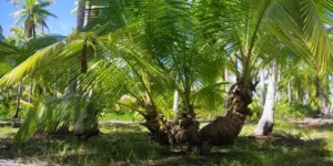 Permaculture tropicale – le cocotier, plante aux multiples usages !