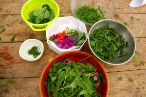 Cueillette de plantes sauvages comestibles