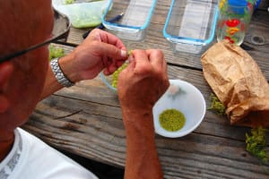 Récolte de plantes sauvages comestibles triée