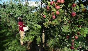 Découvrez un verger en permaculture existant, retour d'expériences, arbres fruitiers utilisés, les bonnes associations, comment procéder…