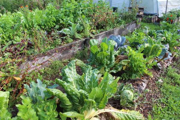 jardinage potager buttes diversifiée