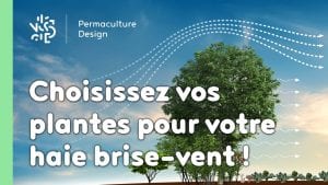 Choisissez vos plantes pour votre haie brise-vent !