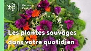 Faites entrer les plantes sauvages dans votre quotidien !