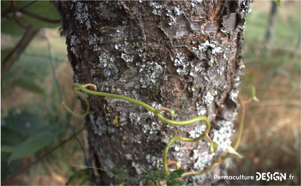 Essai sur l’utilisation de nos résidus de toilettes sèches pour fertiliser un arbre fruitier