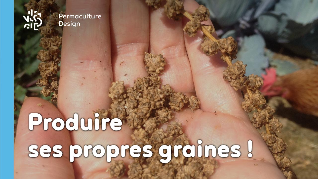Comment obtenir ses propres graines germées sans matériel particulier?