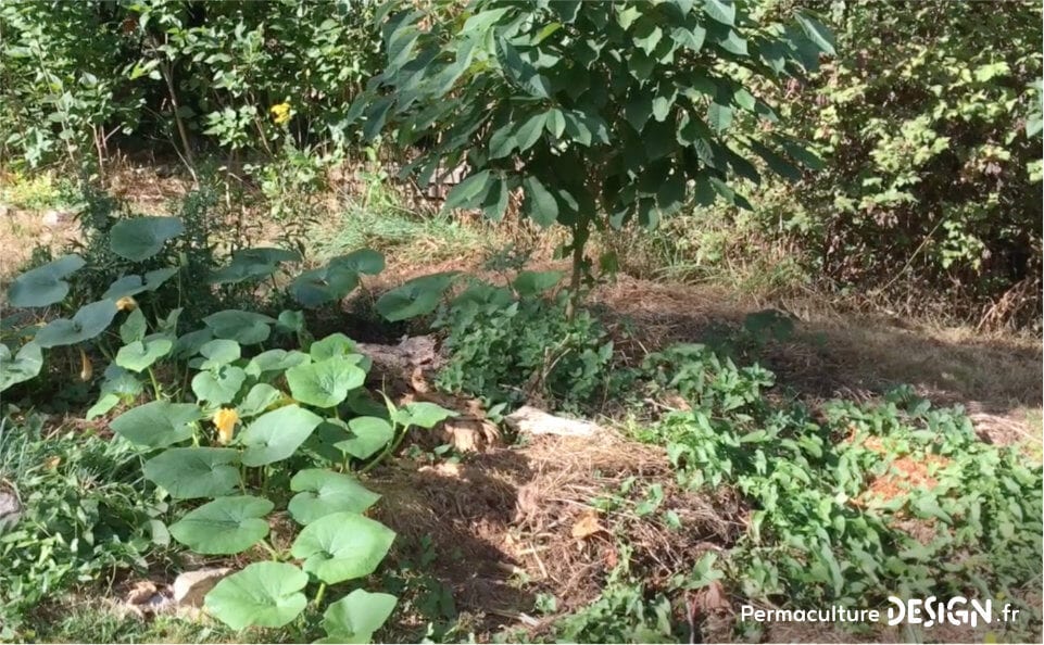 Pour le compostage des matières organiques, la machine à compost est idéale.