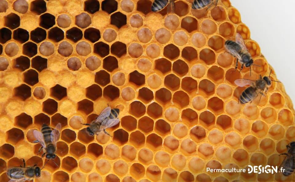 Miel d'abeille noire du Massif Central: un naturel vivifiant