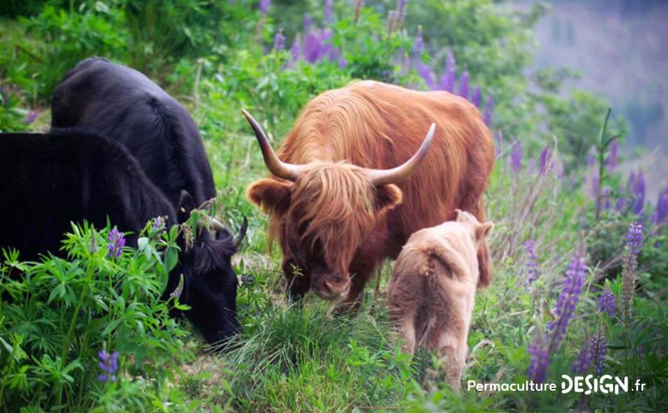 La ferme en permaculture de Sepp Holzer est un exemple remarquable de ce que peut donner une conception permacole réussie.