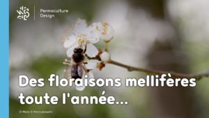 Les meilleures plantes mellifères pour nourrir vos abeilles toute l’année !