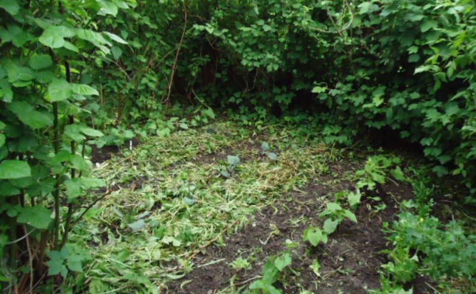 Le jardin-forêt en permaculture des fraternités ouvrières de Mouscron en Belgique produit des fruits et légumes en abondance toute l’année.