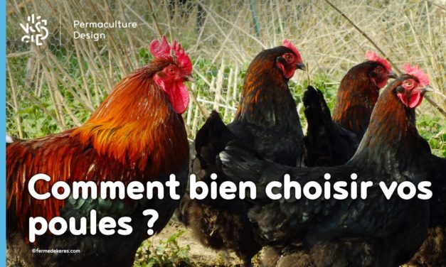 Comment Bien Choisir Vos Poules Pour Votre élevage