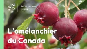 L’amélanchier du Canada