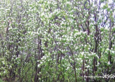 L’amélanchier canadensis ou amélanchier du Canada est une plante rustique très utile en permaculture.