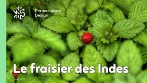 Le fraisier des Indes