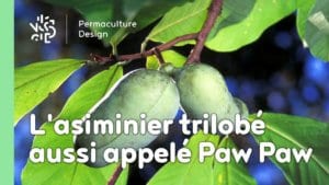 L’asiminier trilobé aussi appelé Paw Paw