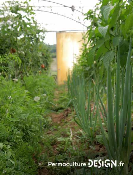 Légumes du potager - Les Jolies Planches