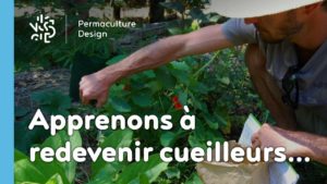 Redécouvrons la cueillette des plantes sauvages comestibles…