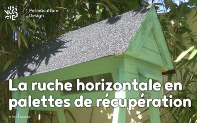 Conseils Pour Créer Un Poulailler Confortable Et Pratique Pour Les