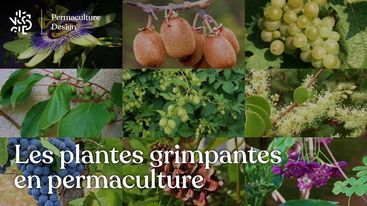 Les plantes grimpantes en permaculture : le guide complet