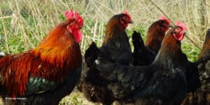 Comment bien choisir vos poules pour votre élevage ?