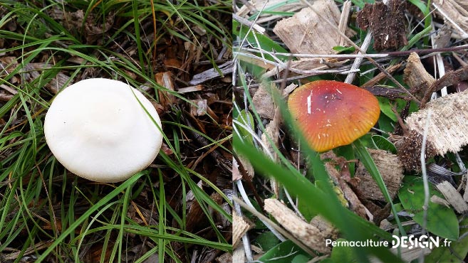 Découvrez les soins et entretiens du sol réalisés cet hiver et les nouveautés mises en place au jardin-forêt en permaculture du projet TERA pour produire à terme un maximum de nourriture.