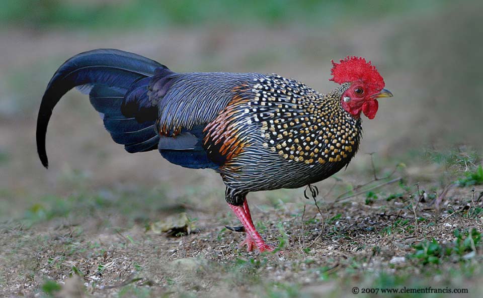 Hervé Husson nous raconte la vraie nature de la poule, ses origines et l’histoire de son élevage à travers les âges.