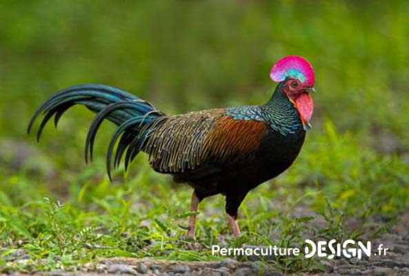 Hervé Husson nous raconte la vraie nature de la poule, ses origines et l’histoire de son élevage à travers les âges.