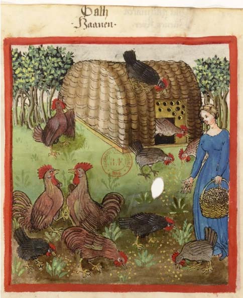 Hervé Husson nous raconte la vraie nature de la poule, ses origines et l’histoire de son élevage à travers les âges.