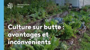 Culture sur butte : avantages et inconvénients