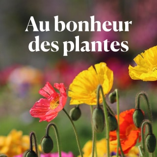 Et si vous appreniez enfin à reconnaitre les plantes sauvages de votre jardin