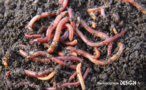 Tout savoir sur le compost et les techniques de compostage existantes pour fabriquer soi-même son compost maison pour le jardin potager, d’ornement ou ses bacs de cultures et jardinières sur le balcon !