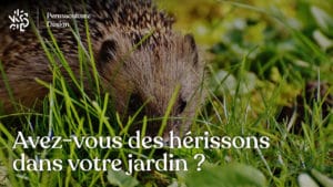 Avez-vous des hérissons dans votre jardin ?