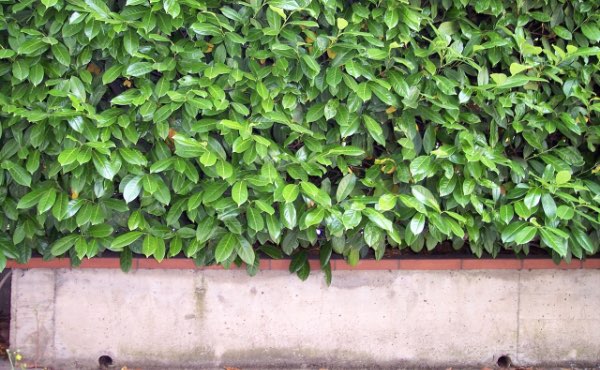 Planter une haie de jardin qui soit aussi une haie brise vue vous abritant des regards indiscrets peut se faire selon les principes de permaculture afin de créer une haie végétale brise vue efficace et biodiversifiée.