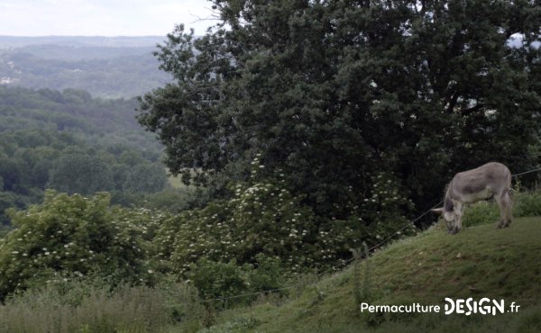 Un ancien potager traditionnel transformé en foret jardin en permaculture grâce aux guildes autour des arbres fruitiers.