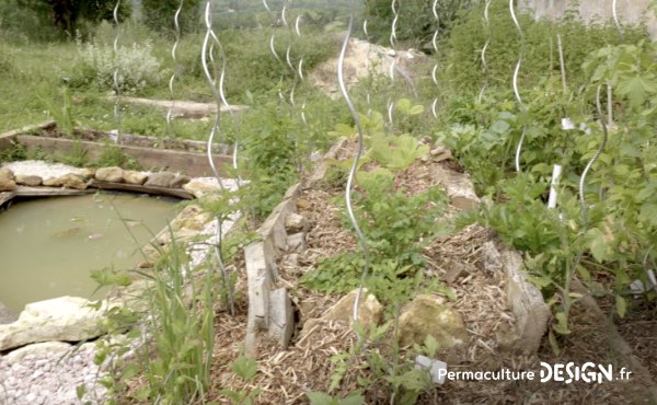 Un ancien potager traditionnel transformé en foret jardin en permaculture grâce aux guildes autour des arbres fruitiers.