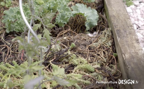 Un ancien potager traditionnel transformé en foret jardin en permaculture grâce aux guildes autour des arbres fruitiers.