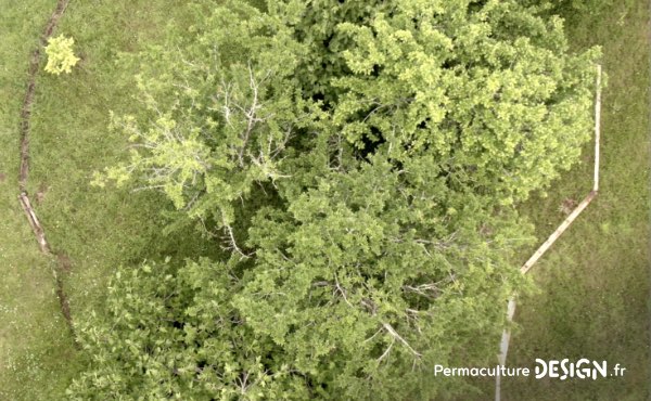 Un ancien potager traditionnel transformé en foret jardin en permaculture grâce aux guildes autour des arbres fruitiers.