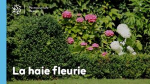 La haie fleurie au jardin