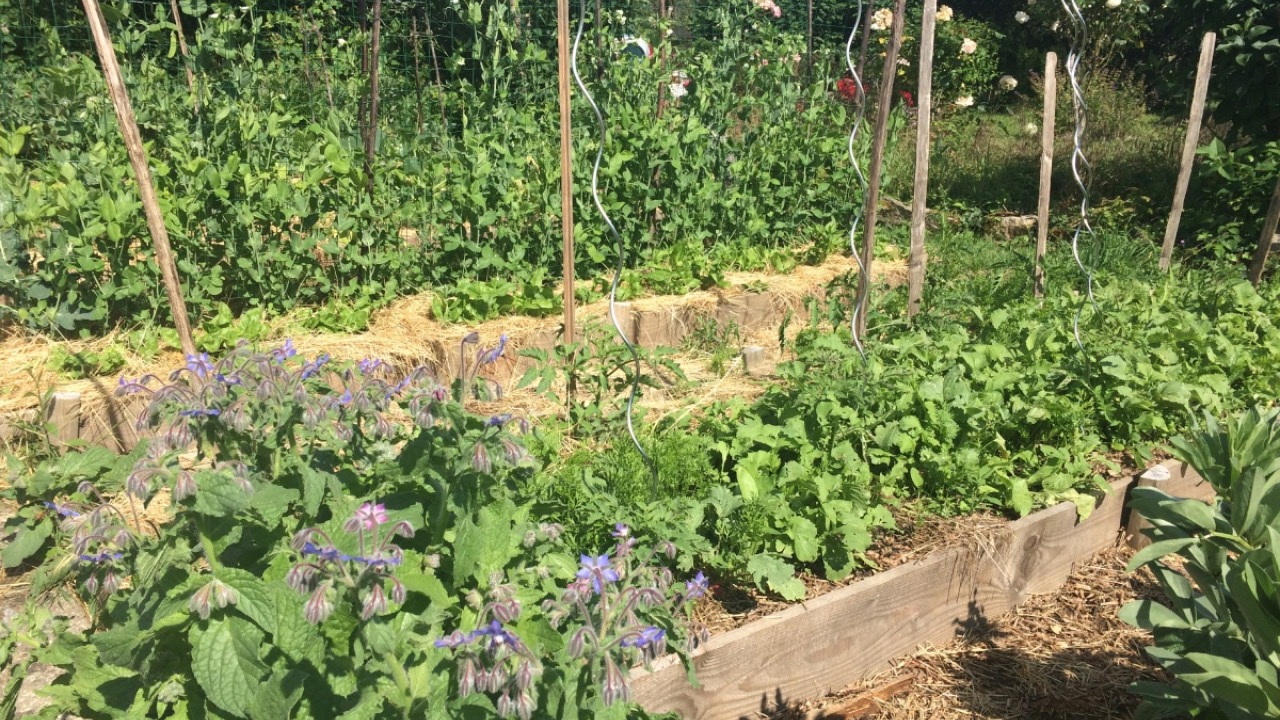 Nos 8 conseils pour bien débuter dans le jardinage – Fermes et Jardins