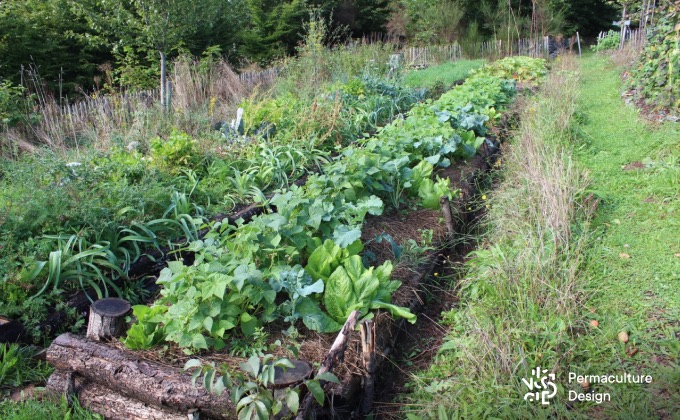 Quoi faire au jardin potager fin septembre? #jardin #jardinage #garden # potager #permaculture #bio 