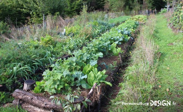 Exemple de buttes de culture au potager en permaculture de la ferme expérimentale de la Goursaline.