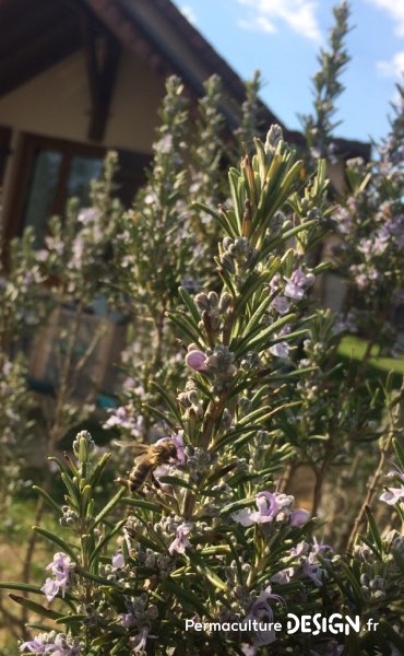 Abeille domestique butinant une fleur de romarin. Fleurissant dès janvier/février et jusqu’au mois d’avril, le romarin offre une nourriture plus que bienvenue à tous les pollinisateurs en cette période de « disette ».