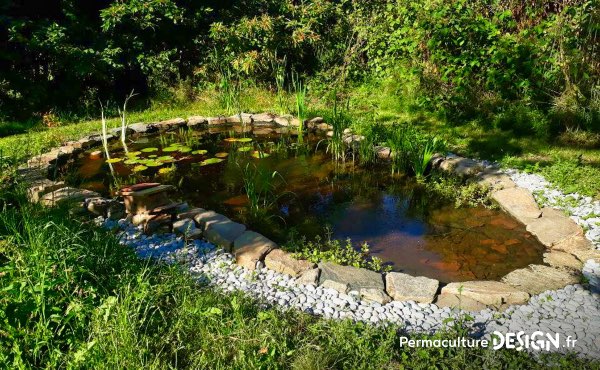 Bénéfique pour l’écosystème, la mare est un élément incontournable pour favoriser la biodiversité au jardin potager et elle a, en plus, tellement d’autres fonctions en permaculture qu’on vous invite vraiment à en créer chez vous ;) !