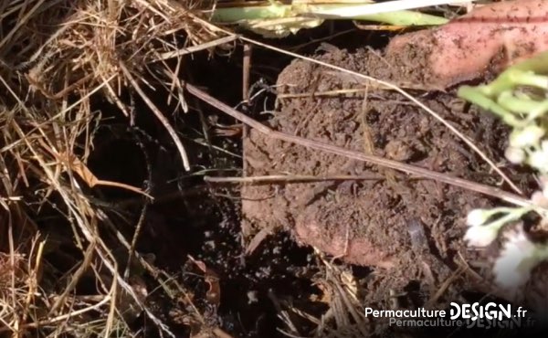 Avoir un sol vivant est indispensable pour un potager en permaculture résilient et productif ! Observez votre sol, apprenez à le connaître, nourrissez-le, protégez-le, chérissez-le car c’est sur lui que tout repose ;) !