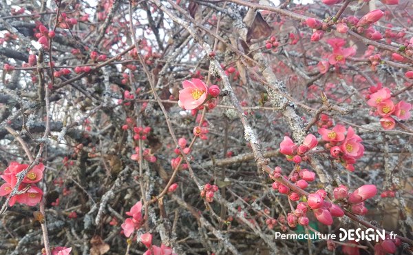 Jolie floraison mellifère d’un cognassier du Japon en fin d’hiver. Celui-ci est placé en bordure du potager en permaculture de Magalie où il sert aussi de brise-vue, brise-vent, nichoirs pour les oiseaux…