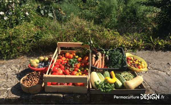 Jolie récolte de mi-septembre au potager en permaculture : un régal pour les yeux et les papilles avec de quoi faire le plein de vitamines, de nutriments et de goût ! Et les graines de nos tomates préférées, toutes issues de semences reproductibles, seront bien sûr récupérées pour faire des semences pour les années suivantes ;) !
